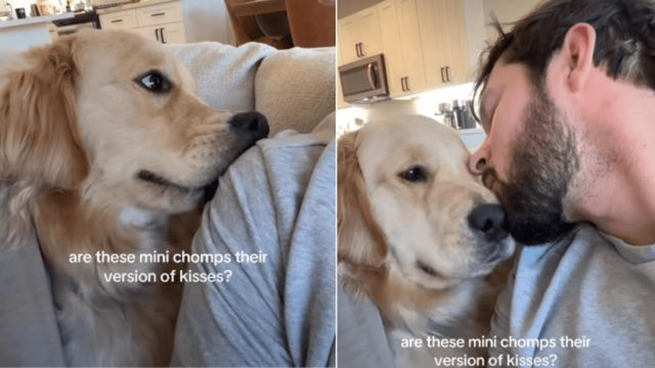  This Golden Retriever’s Way of Kissing His Owner Will Make Your Day