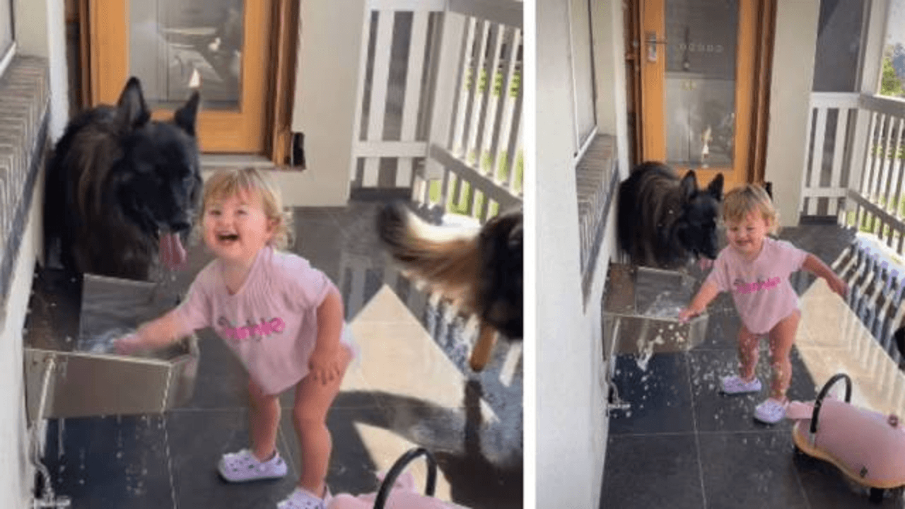 Big Dogs Use Their Water Bowl to Play With Tiny Human