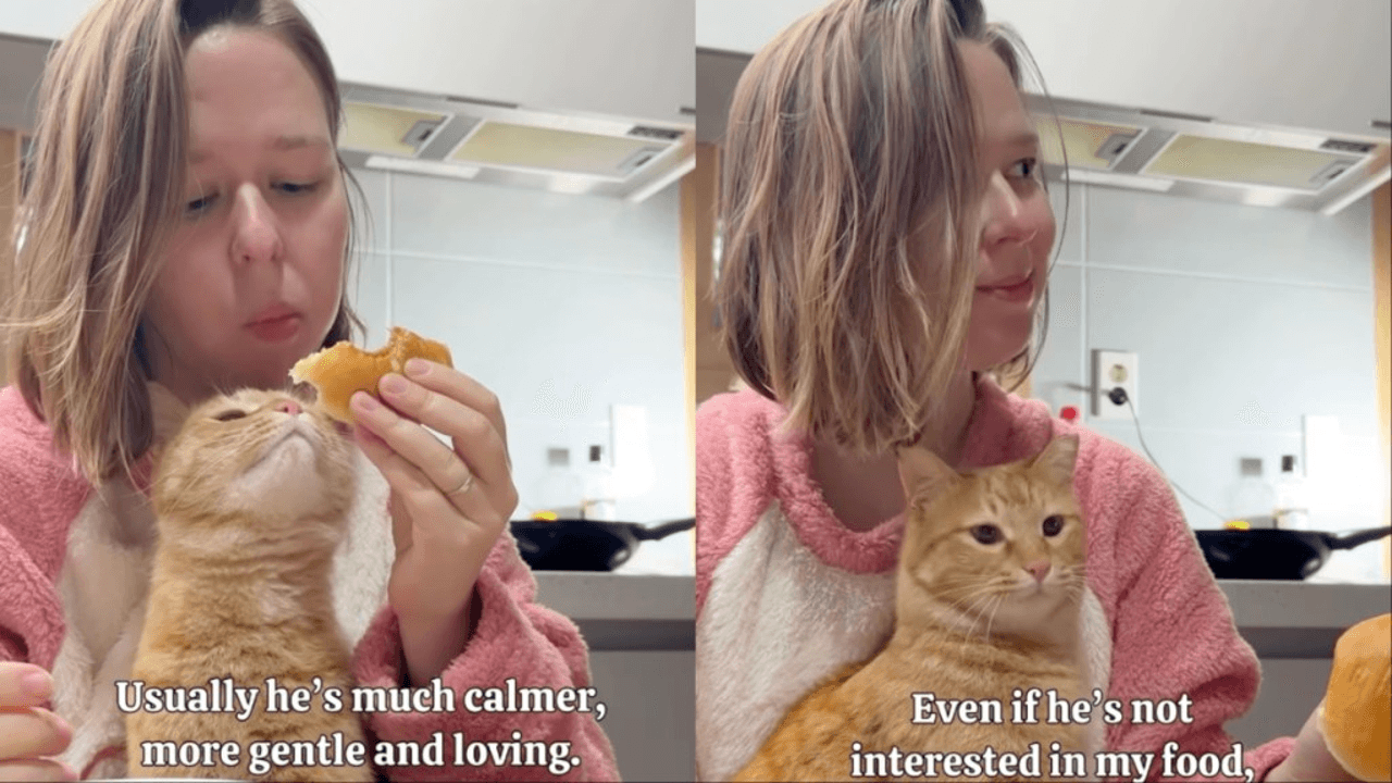 Adopted Cat Likes to Stay Close to Owner During Meals