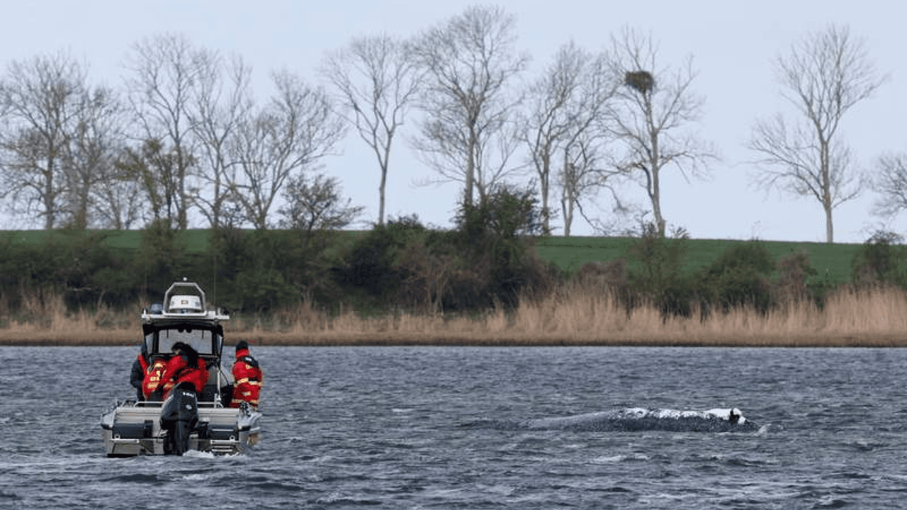 Efforts ongoing to rescue whale stranded off Germany's Baltic coast