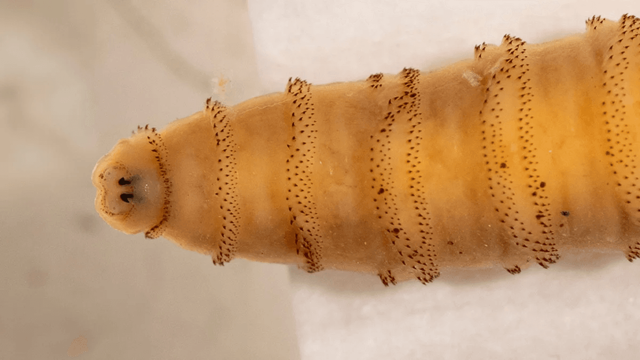 New World Screwworm Cases Tracked by County as Officials Reclassify Recent Pet Incident