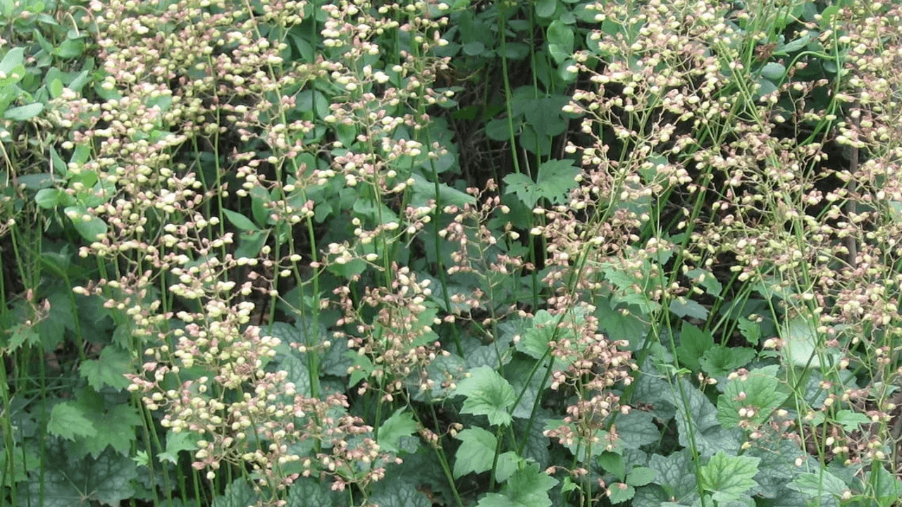 Grow American alumroot, a deer-resistant shade plant