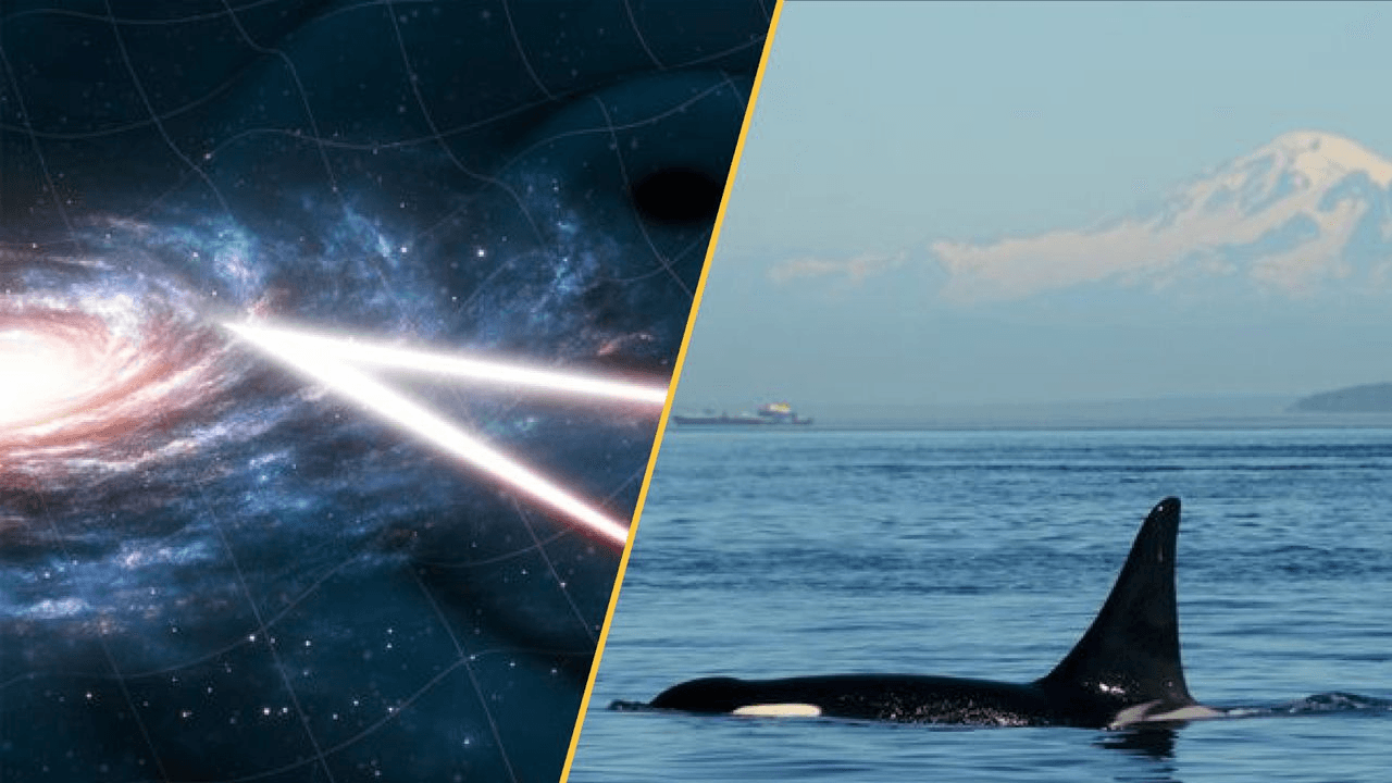 Science news this week: Cannibal orcas in Russia, oracle bones that reveal climate disaster in ancient China, humming black holes and a barefoot volcanologist