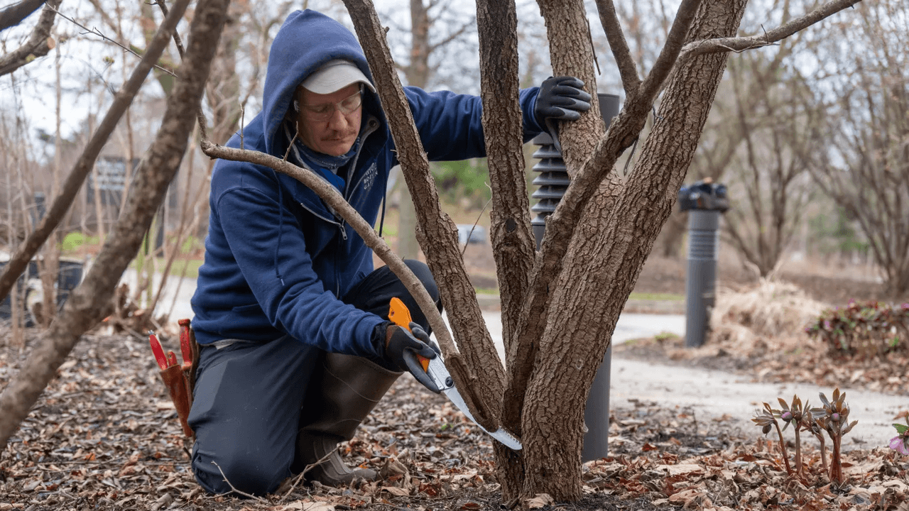 Now is the perfect time to prune your garden