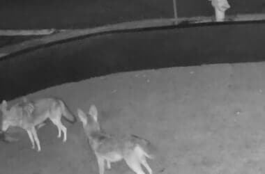 Del Rey neighborhood reports more coyote sightings in the area, warning pet owners
