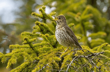 Ancient Roman Street Vendors Served Up Songbirds