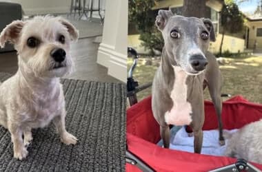 $50K reward offered to find dogs stolen in West Hills carjacking