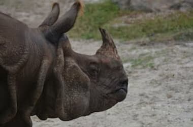 Central Florida Zoo to host Sunset at the Zoo event this Friday