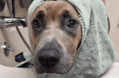 Dog found in Durham dumpster goes up for adoption